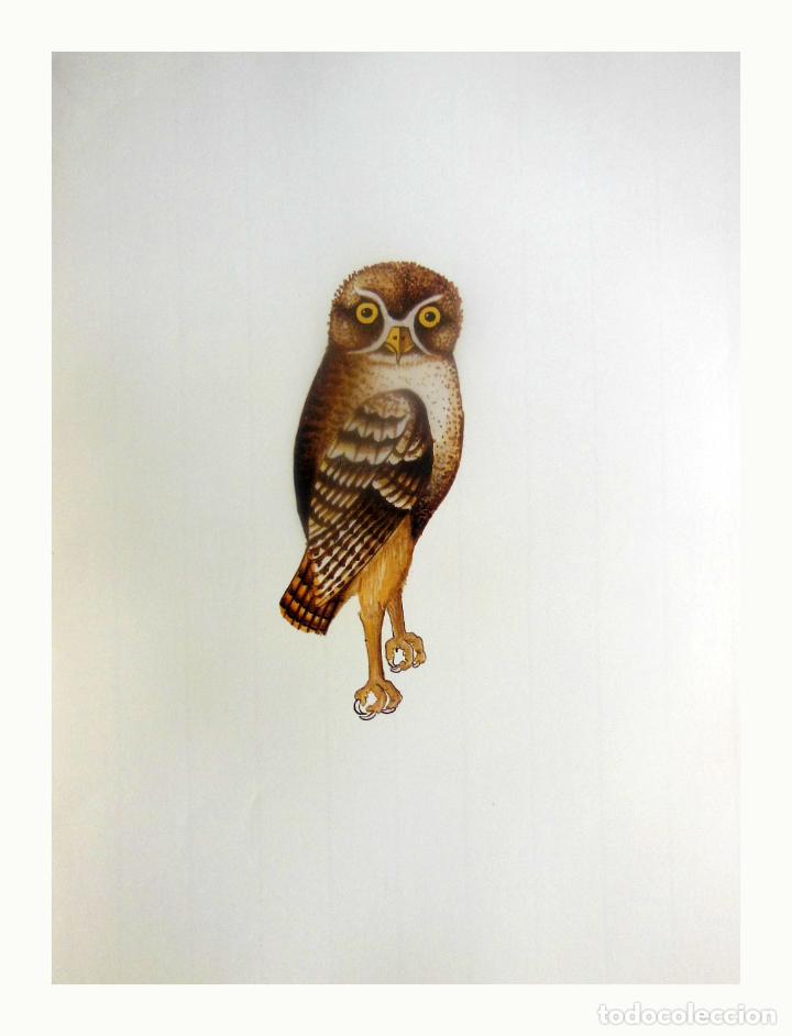 Arte: L&aacute;mina Facs&iacute;mil : ATHENE NOCTUA, MUSSOL COM&Uacute;, MOCHUELO COM&Uacute;N, LITTLE OWL