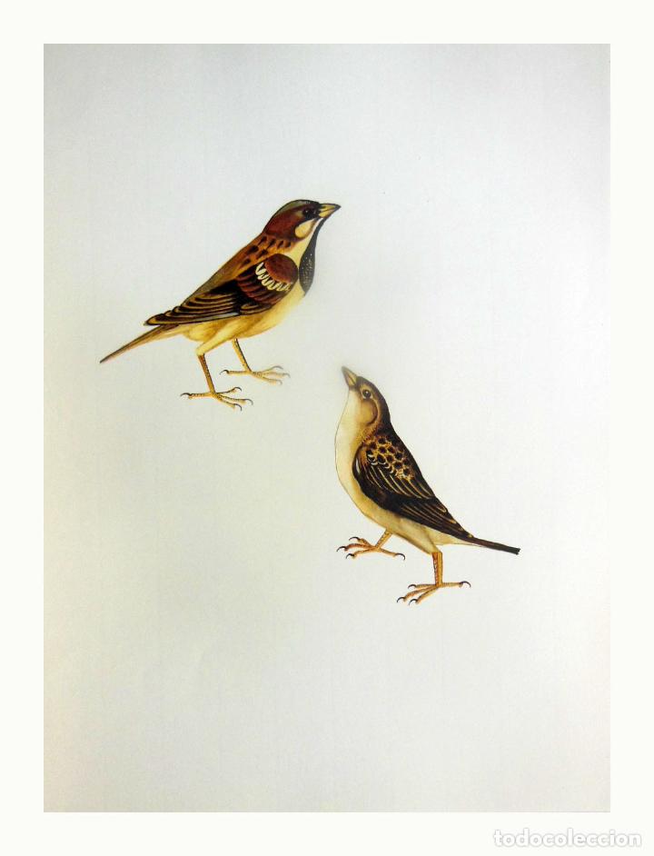 Arte: L&aacute;mina Facs&iacute;mil : PASSER DOMESTICUS ♂ ♀, TEULAD&Iacute;, GORRI&Oacute;N COM&Uacute;N, HOUSE SPARROW