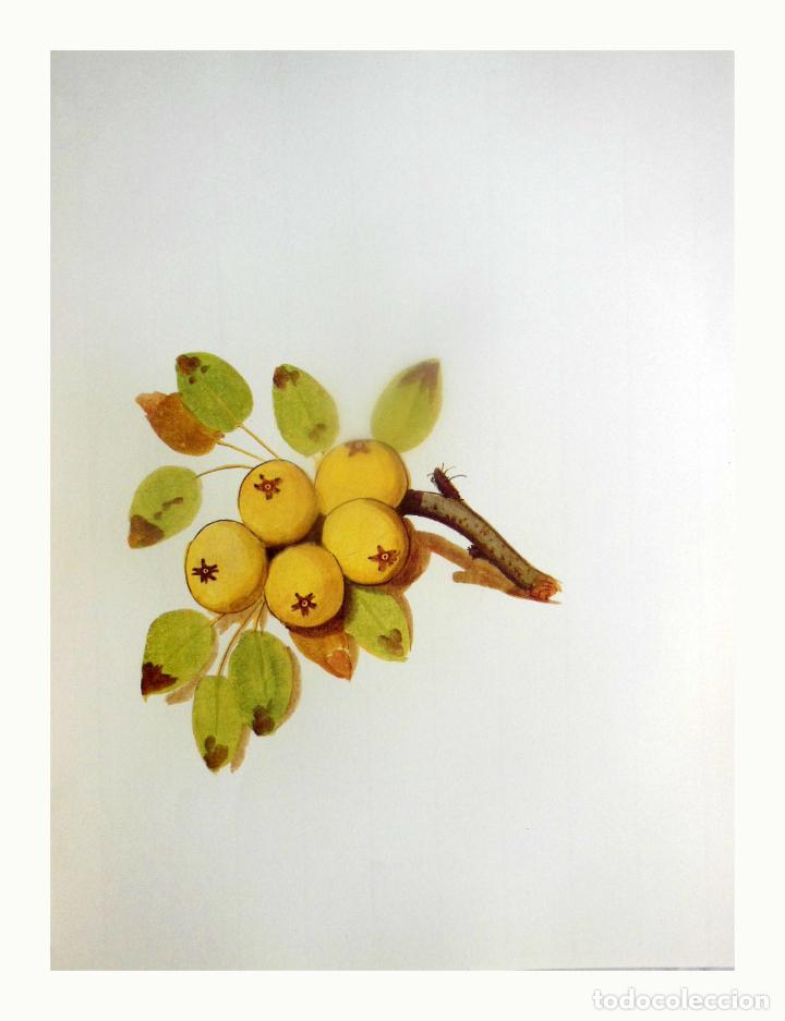 Arte: L&aacute;mina Facs&iacute;mil : MALUS DOMESTICA BORKH, POMERA, MANZANO, APPLE.