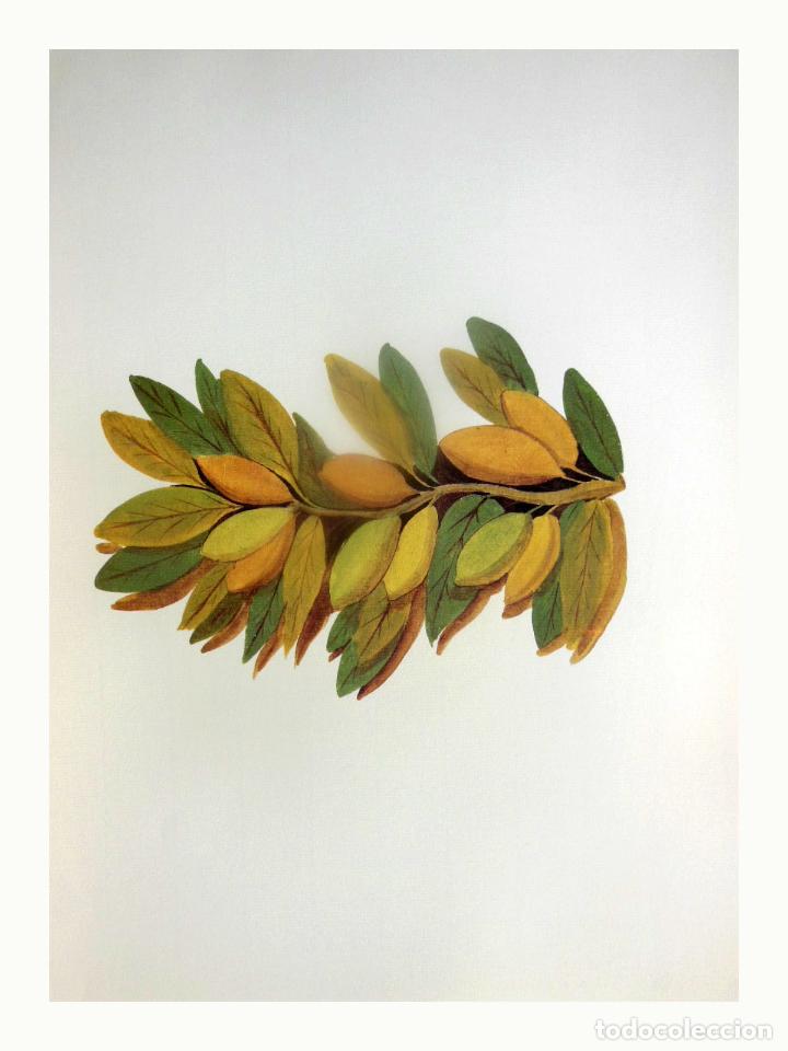 Arte: L&aacute;mina Facs&iacute;mil : LAURUS NOBILIS L, LLORER, LAUREL, LAUREL.