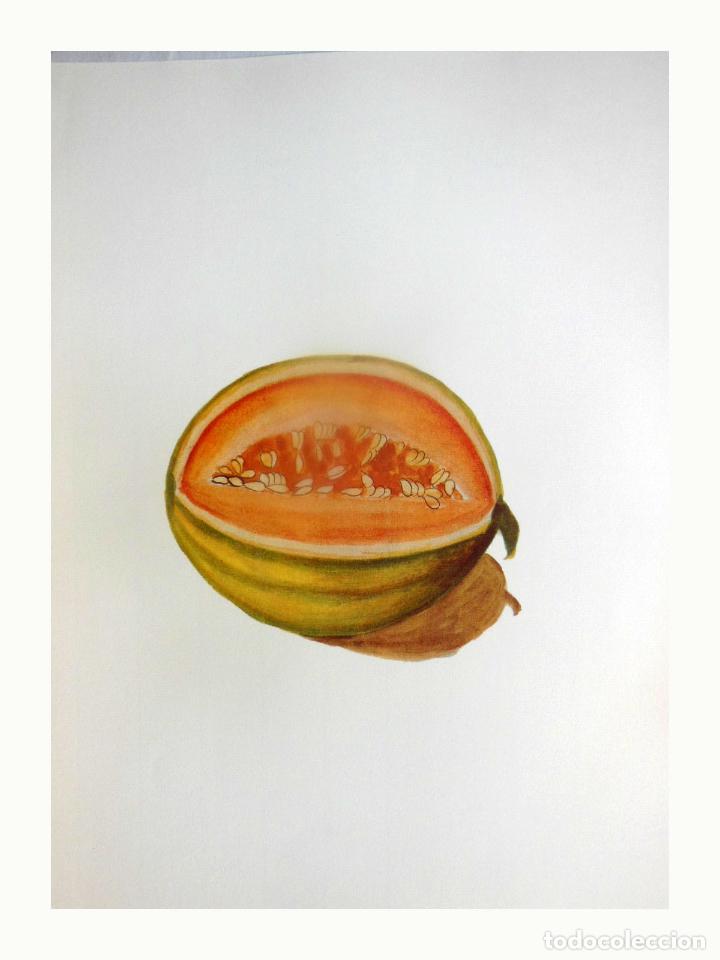 Arte: L&aacute;mina Facs&iacute;mil : CUCUMIS MELO L, MEL&Oacute;, MEL&Oacute;N, MELON