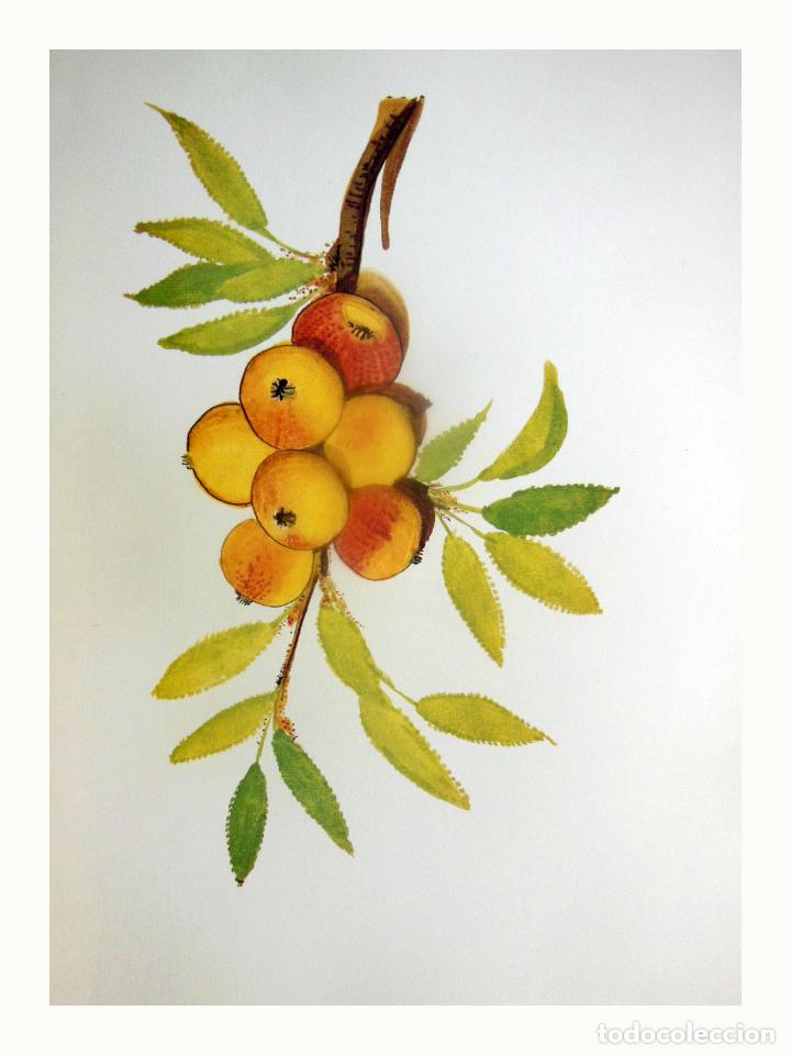 Arte: L&aacute;mina Facs&iacute;mil : MALUS DOMESTICA BORKH, POMERA, MANZANO, APPLE