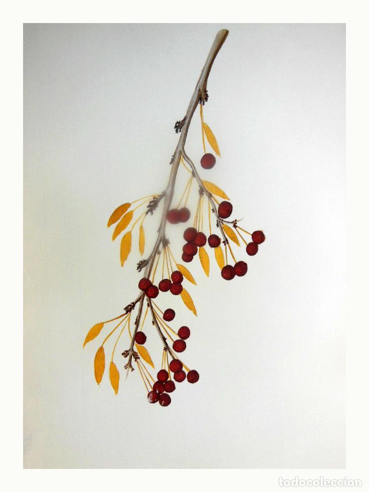 Kunst: L&aacute;mina Facs&iacute;mil : PRUNUS AVIUM L, CIRERER, CEREZO SILVESTRE, CHERRY TREE. PRUNUS CERASUS L, GUINDER,