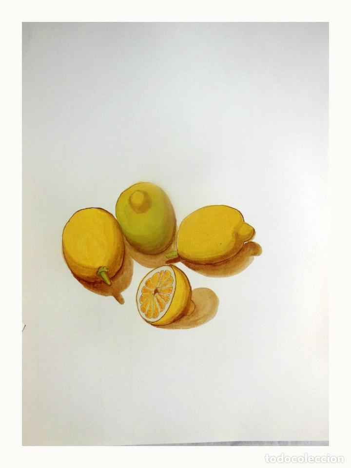 Kunst: L&aacute;mina Facs&iacute;mil : CITRUS LIMON (L), BORUM FIL, LLIMONER (LLIMA), LIM&Oacute;N, LEMON