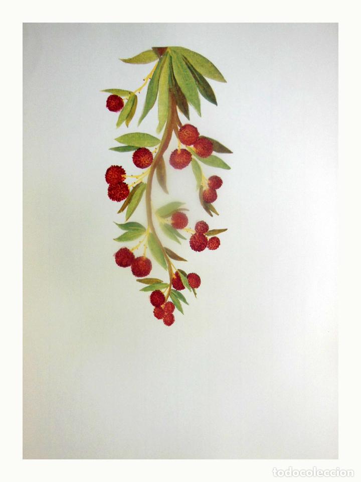 Kunst: L&aacute;mina Facs&iacute;mil : ARBUTUS UNEDO L, ARBO&Ccedil; (ARBO&Ccedil;ER), MADRO&Ntilde;O, STRAWBERRY TREE