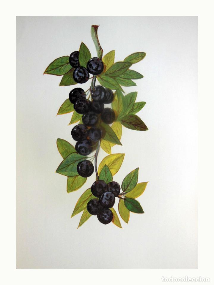 Art: L&aacute;mina Facs&iacute;mil : MYRTUS COMMUNIS L, MURTA, MIRTO (ARRAY&Aacute;N), MYRTLE.