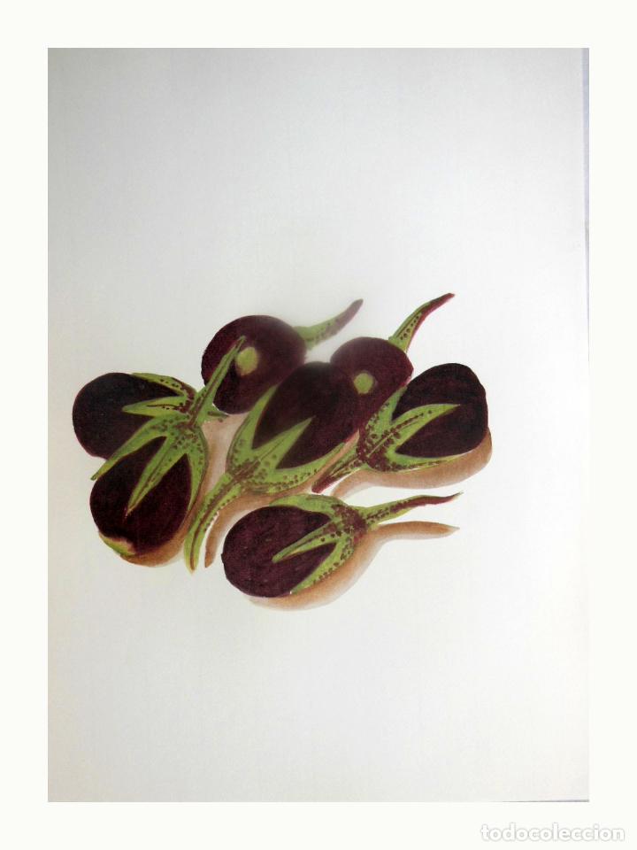 Art: L&aacute;mina Facs&iacute;mil : SOLANUM MELONGENA L, ALBERGINA (ALBERGINIERA), BERENJENA, AUBERGINE