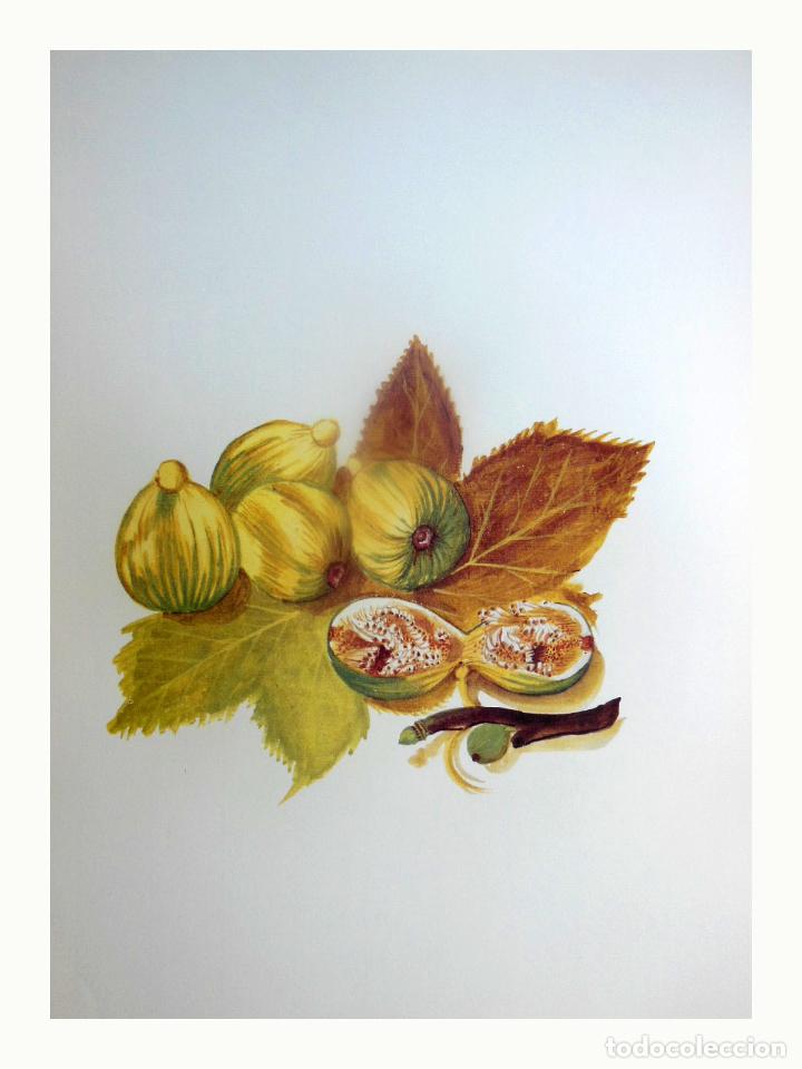 Art: L&aacute;mina Facs&iacute;mil : FICUS CARICA L, FIGUERA, HIGUERA, FIG TREE