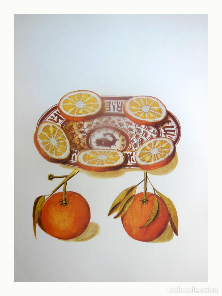 Art: L&aacute;mina Facs&iacute;mil : CITRUS SINENSIS L, TARONGER, NARANJO, ORANGE