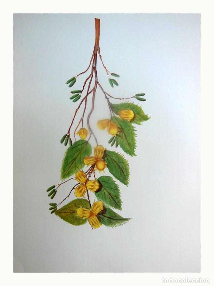 Art: L&aacute;mina Facs&iacute;mil : CORYLUS AVELLANA L, AVELLANER, AVELLANO, HAZEL TREE