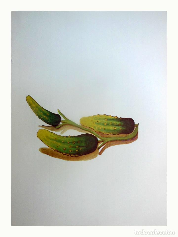 Art: L&aacute;mina Facs&iacute;mil : CUCUMIS SATIVUS L, PEPINOS (COGOMBRE), PEPINOS (PEPINILLOS), CUCUMBER (GHERKIN)