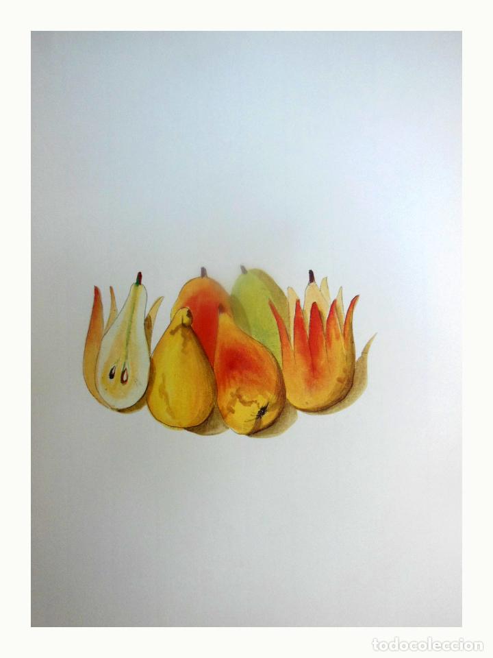 Art: L&aacute;mina Facs&iacute;mil : PYRUS COMMUNIS L, PERERA, PERAL (PERA), PEAR