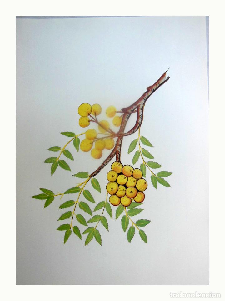 Art: L&aacute;mina Facs&iacute;mil : SORBUS AUCUPARIA L, SERVER DE BOSC, SERBAL SILVESTRE, MOUNTAIN ASH, (SERVICE TREE)