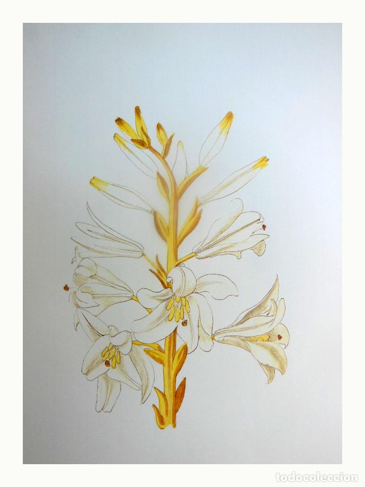 Art: L&aacute;mina Facs&iacute;mil : LILIUM CANDIDUM, LLIRI BLANC, LIRIO BLANCO, WHITE LILY
