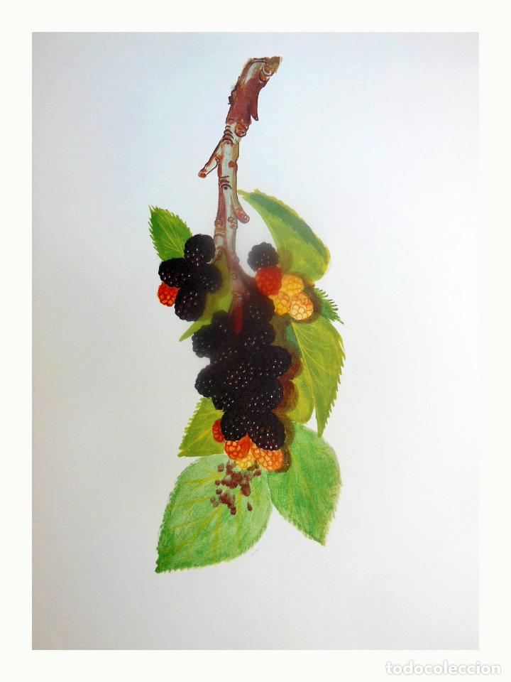 Art: L&aacute;mina Facs&iacute;mil : MORUS NIGRA L, MORERA, MORERA, MULBERRY
