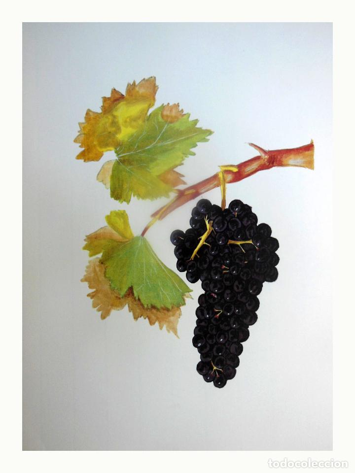Art: L&aacute;mina Facs&iacute;mil : VITIS VINIFERA L, VINYA, VID, VINE, (GRAPE)
