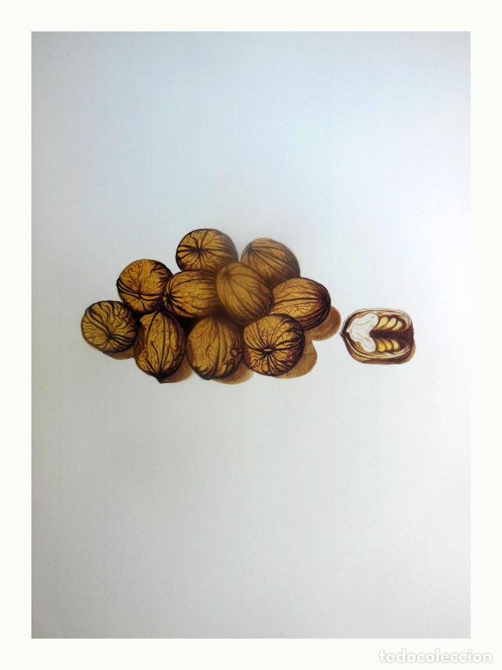 Art: L&aacute;mina Facs&iacute;mil : JUGLANS REGIA L, NOGUERA, NOGAL, WALNUT