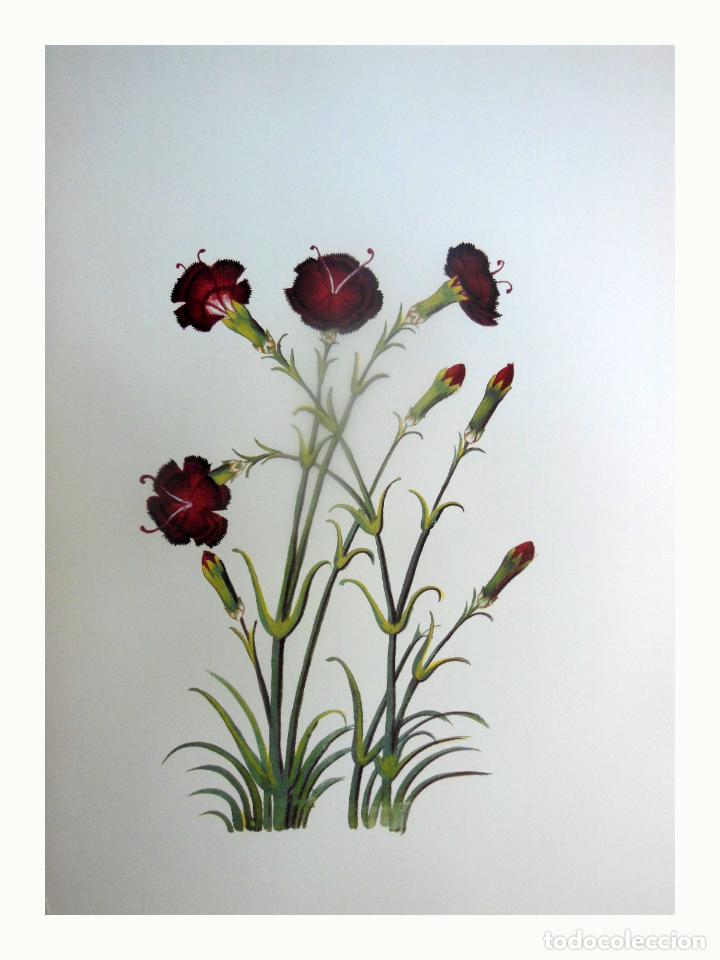 Art: L&aacute;mina Facs&iacute;mil : DIANTHUS L, CLAVELL, CLAVEL, CARNATION