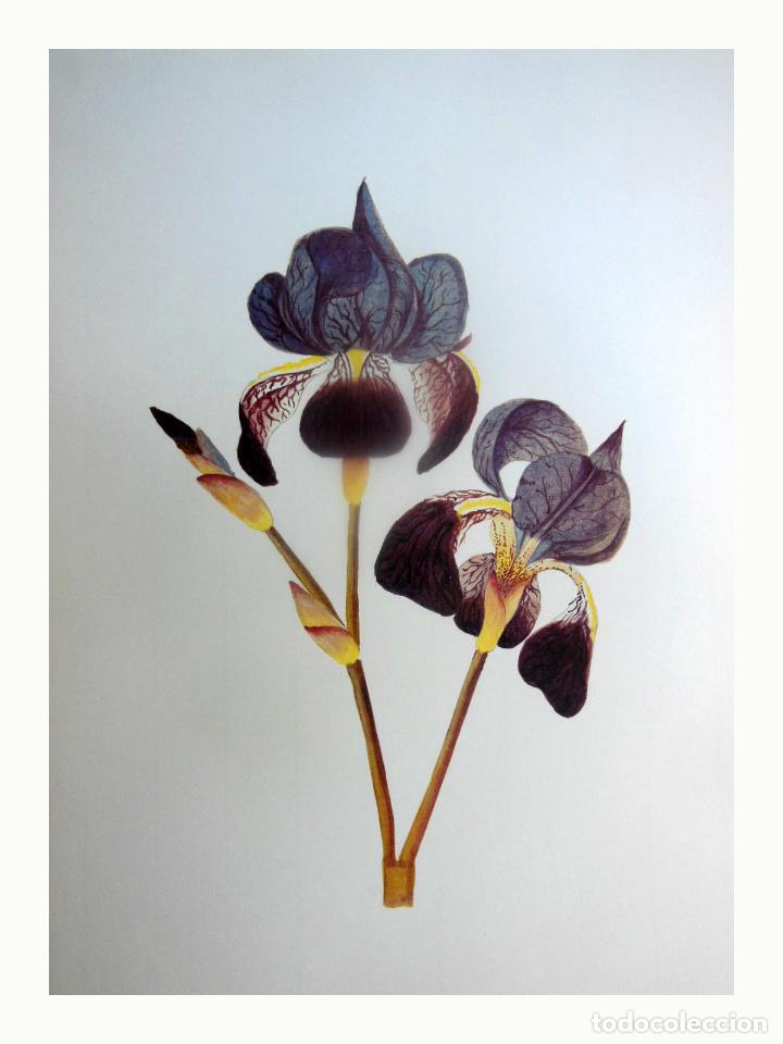 Art: L&aacute;mina Facs&iacute;mil : IRIS GERMANICA L, LLIRI BLAU, LIRIO COM&Uacute;N, BLUE LILY