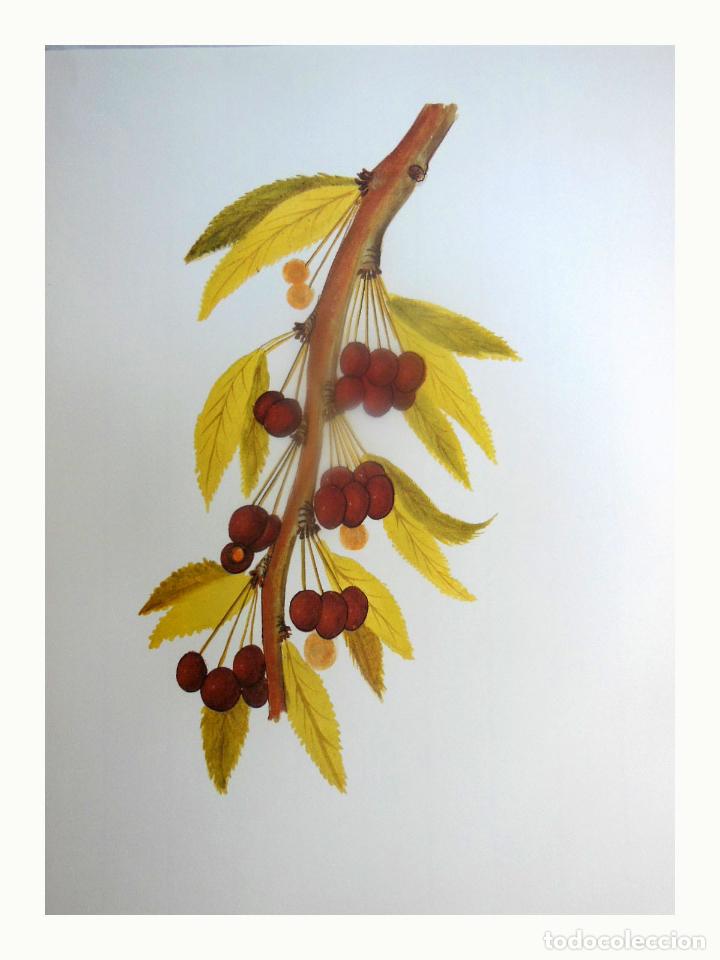 Art: L&aacute;mina Facs&iacute;mil : PRUNUS CERASUS L, GUINDER (GUINDA), GUINDO, MAZZARD CHERRY. PRUNUS AVIUM L,...