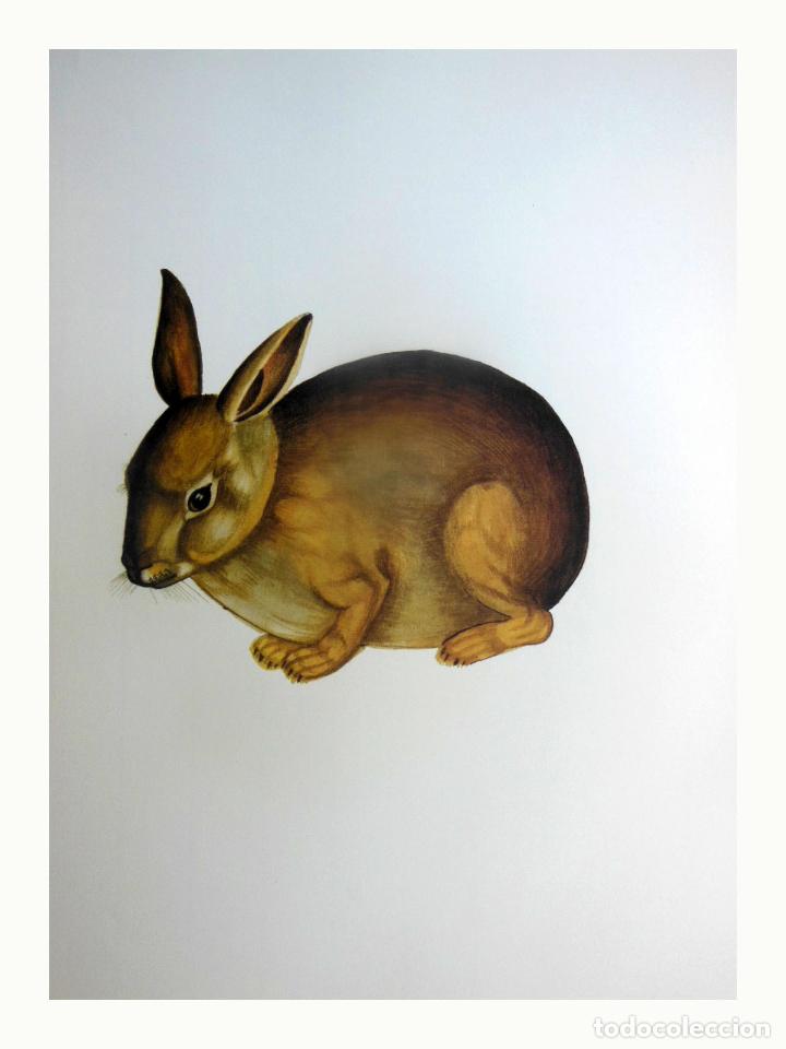 Art: L&aacute;mina Facs&iacute;mil : ORYCTOLAGUS CUNICULUS, CONILL, CONEJO, RABBIT