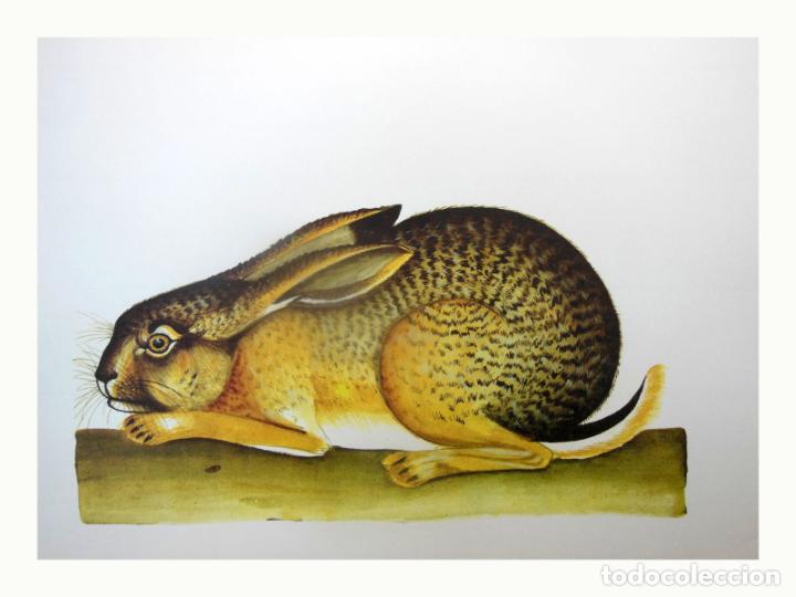 Art: L&aacute;mina Facs&iacute;mil : LEPUS EUROPAEUS, LLEBRE, LIEBRE, BROWN HARE