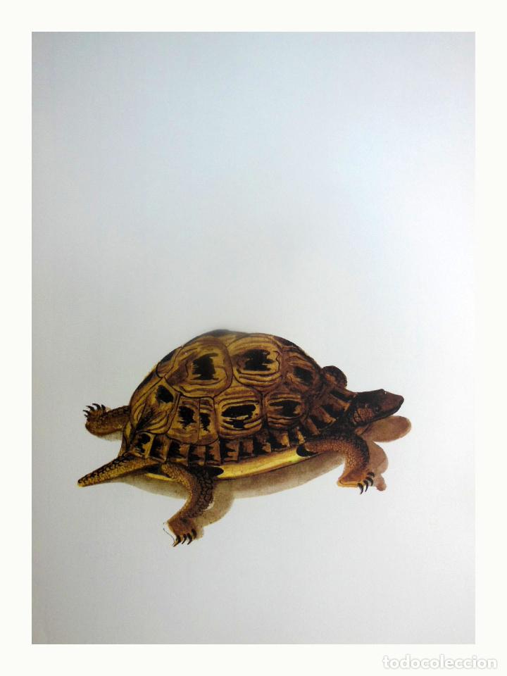 Art: L&aacute;mina Facs&iacute;mil : TESTUDO HERMANNI, TORTUGA MEDITERR&Agrave;NIA, TORTUGA MEDITERR&Aacute;NEA, HERMANN'S TORTOISE