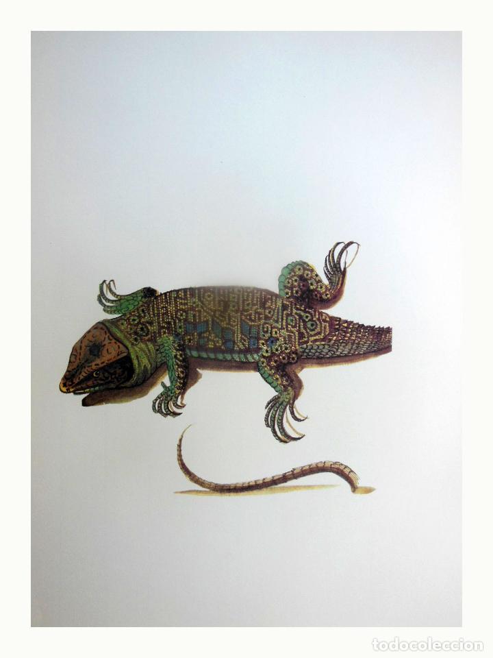 Art: L&aacute;mina Facs&iacute;mil : LACERTA LEPIDA, FARDATXO, LAGARTO OCELADO, OCELLATED LIZARD