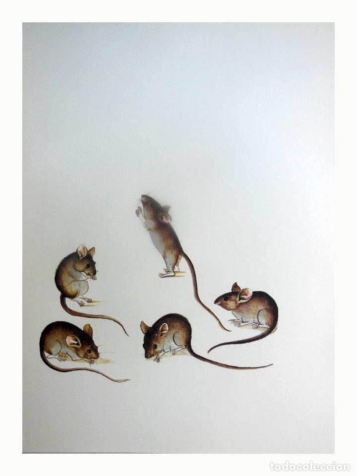 Art: L&aacute;mina Facs&iacute;mil : APODEMUS SYLVATICUS, RATOL&Iacute; DE CAMP, RAT&Oacute;N DE CAMPO, WOOD MOUSE