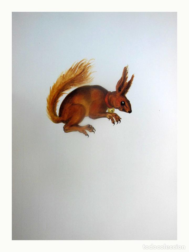 Art: L&aacute;mina Facs&iacute;mil : SCIURUS VULGARIS, ESQUIROL, ARDILLA, RED SQUIRREL