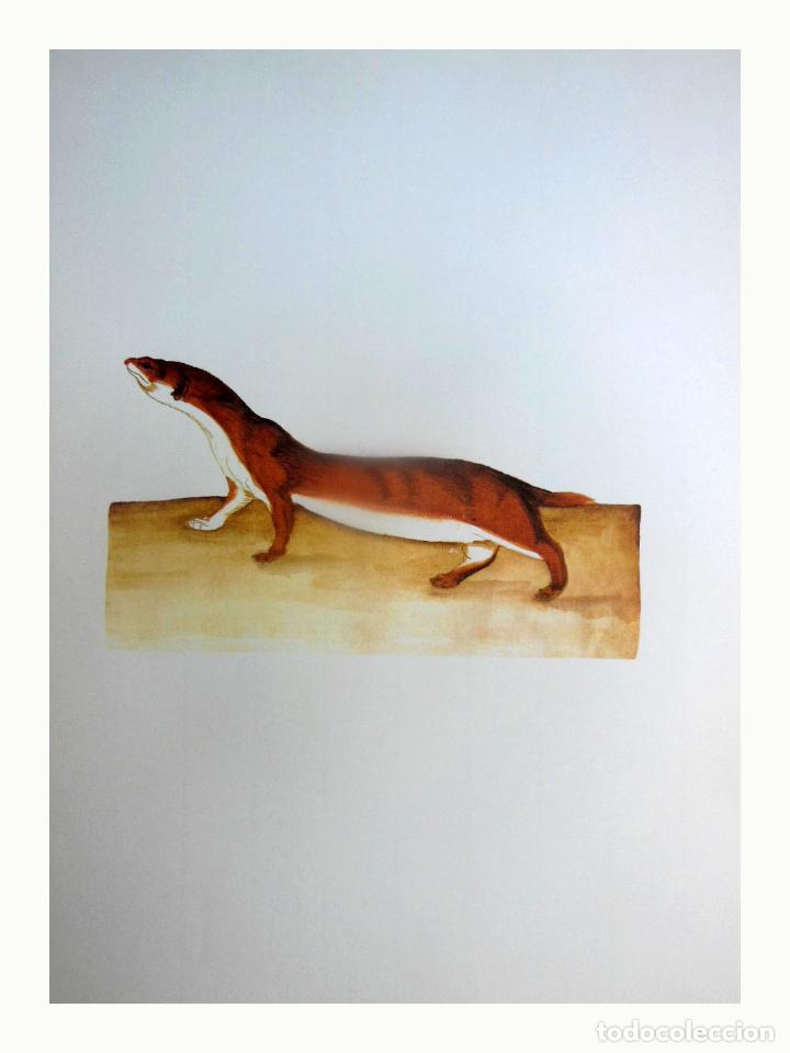 Art: L&aacute;mina Facs&iacute;mil : MUSTELA NIVALIS, MOSTELA, COMADREJA, WEASEL