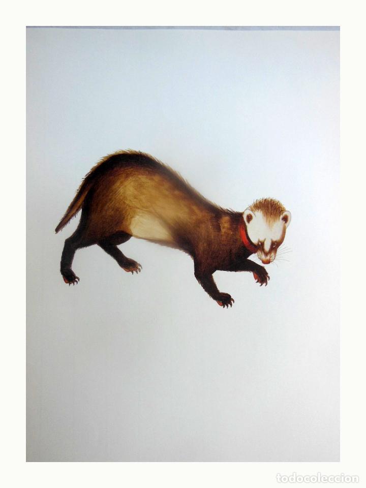 Art: L&aacute;mina Facs&iacute;mil : MUSTELA PUTORIUS, TUR&Oacute;, TUR&Oacute;N, POLECAT