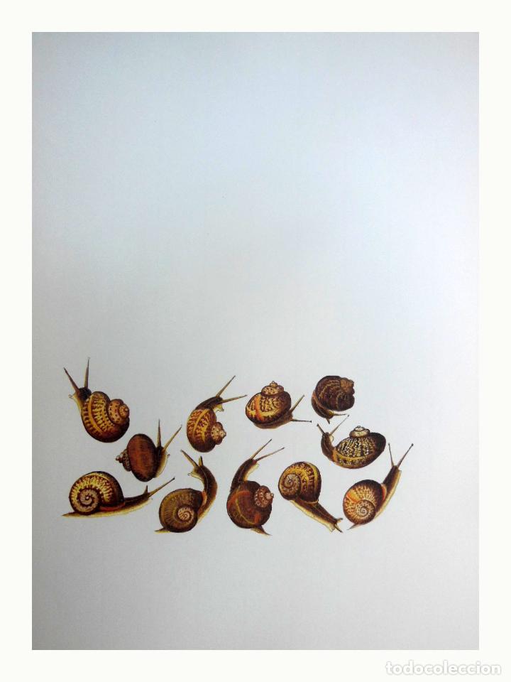 Art: L&aacute;mina Facs&iacute;mil : HELIX ASPERSA, CARAGOL MORO, CARACOL MORO, SNAIL
