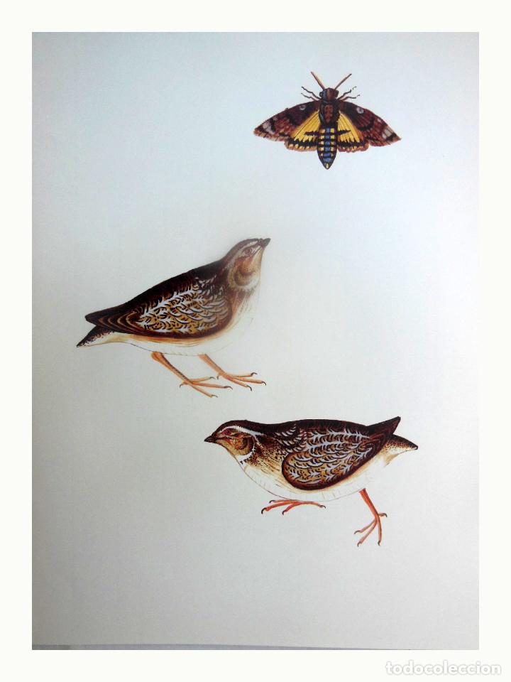 Art: L&aacute;mina Facs&iacute;mil : ACHERONTIA ATROPOS, PAPALLONA DE LA MORT, CALAVERA O MARIPOSA DE LA MUERTE...
