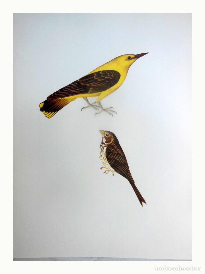 Art: L&aacute;mina Facs&iacute;mil : ORIOLUS ORIOLUS, ORIOL, OROPENDOLA, GOLDEN ORIOLE. MILIARIA CALANDRA,...