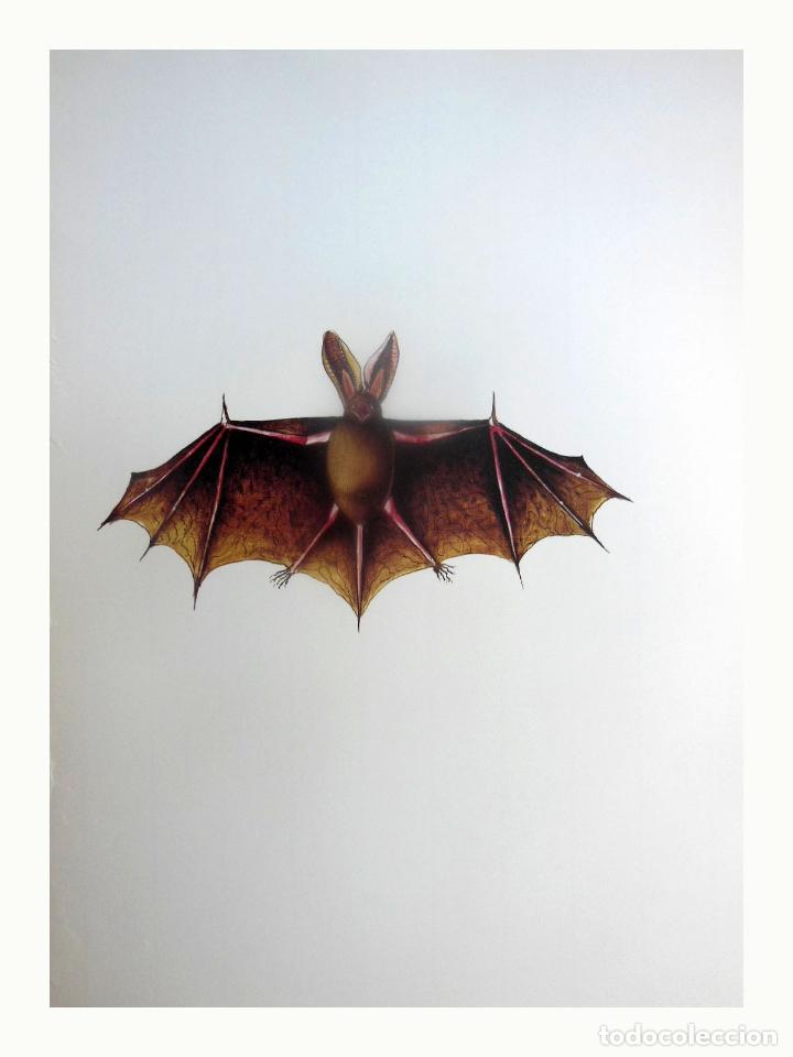 Art: L&aacute;mina Facs&iacute;mil : PLECOTUS AUSTRIACUS, RAT-PENAT ORELLUT, MURCI&Eacute;LAGO OREJUDO AUSTR&Iacute;ACO, ...
