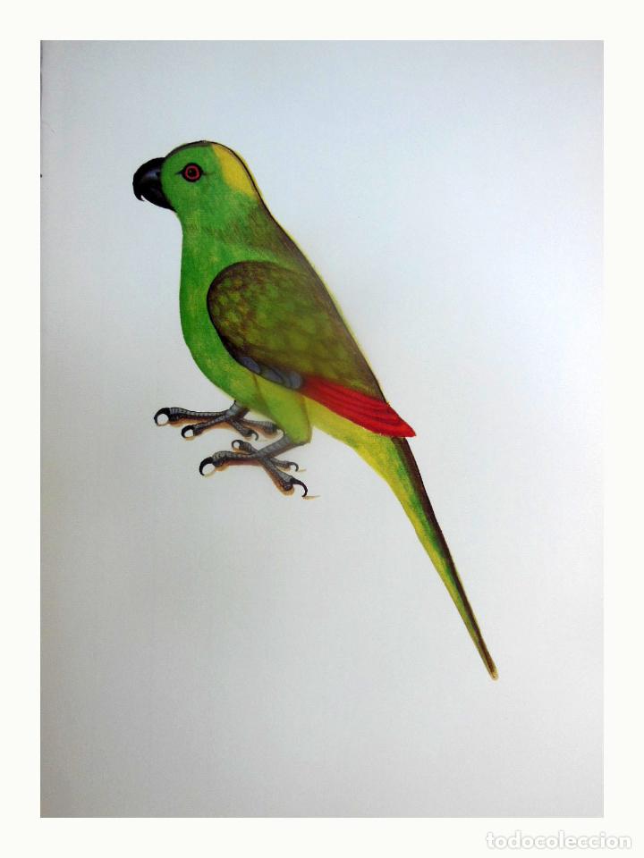 Art: L&aacute;mina Facs&iacute;mil : AMAZONA OCHROCEPHALA, AMAZONA GROGA, AMAZONAS DE CORONA AMARILLA, YELLOW-CROUNED..