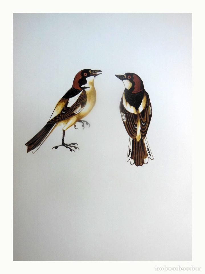 Art: L&aacute;mina Facs&iacute;mil : LANIUS SENATOR, CAPSOT, ALCAUD&Oacute;N COM&Uacute;N, WOODCHAT SHRIKE