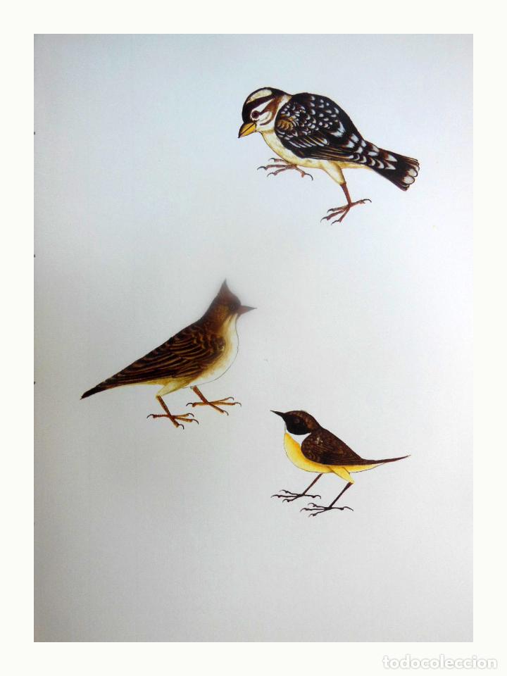 Art: L&aacute;mina Facs&iacute;mil : PETRONIA PETRONIA, TORRUDANA, GORRI&Oacute;N CHILL&Oacute;N, ROCK SPARROW. GALERIDA CRISTATA,...