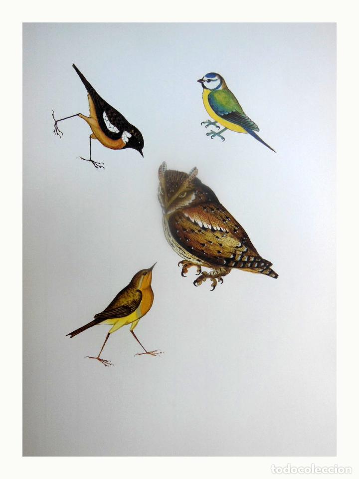 Art: L&aacute;mina Facs&iacute;mil : SAXICOLA TORQUATA, CAGAM&Agrave;NECS, TARABILLA COM&Uacute;N, STONECHAT. PARUS CAERULEUS,...