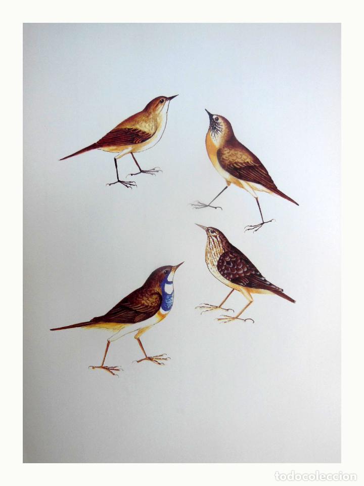 Art: L&aacute;mina Facs&iacute;mil : ACROCEPHALUS SCIRPACEUS, XITXARRA DE CANYAR, CARRICERO COM&Uacute;N, REED WARBLER....