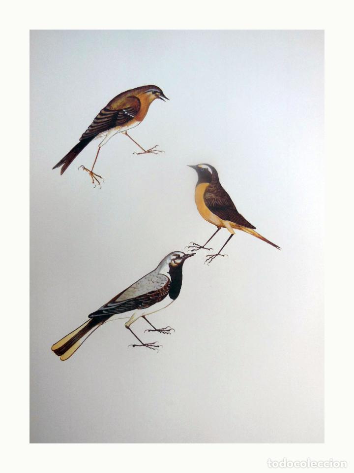 Art: L&aacute;mina Facs&iacute;mil : FINGILLA COELEBS, PINS&Agrave;, PINZ&Oacute;N COM&Uacute;N, CHAFFINCH. PHOENICURUS PHOENICURUS ♂,...