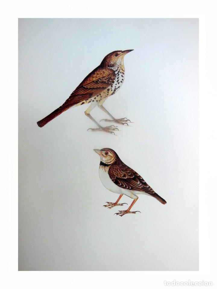 Art: L&aacute;mina Facs&iacute;mil : TURDUS PHILOMELOS, TORD, ZORZAL COM&Uacute;N, SONG THRUSH. MELANOCORYPHA CALANDRA,...