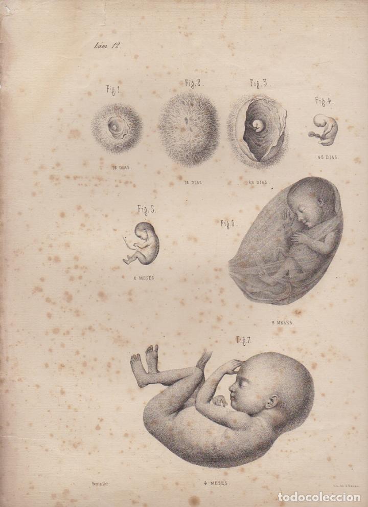 Art: LITOGRAFIA DE MEDICINA. FASES DE LA FECUNDACI&Oacute;N. LAMINA 12&ordf;. LIT. DE DONON G-MEDICA-013