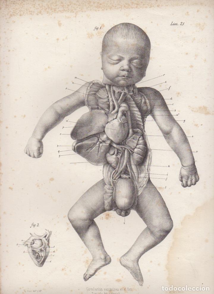 Arte: LITOGRAFIA DE MEDICINA. CIRCULACION SANGUINEA EN EL FETO. LAMINA 25&ordf;. LIT. DE DONON G-MEDICA-021