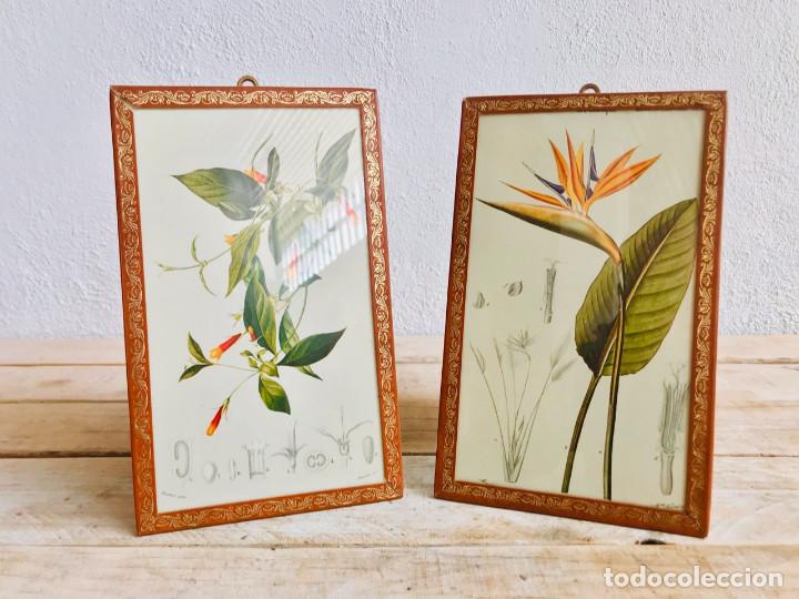 Art: LOTE DE 2 LAMINAS CON FLORES LITOGRAFIA EDOUARD TRAVIES LAMINA PLANTA TROPICAL FOURNIER MAUBERT PINS