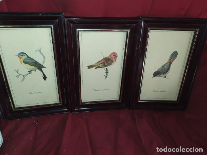 Arte: CARPODACUS ERYTHRINUS TICEDULA PARVA PERISOREUS INFAUSTUS LITOGRAF&Iacute;A P&Aacute;JAROS LOTE TRES 3 ENMARCADO