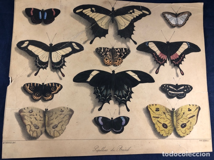 Arte: MARIPOSAS DE BRASIL