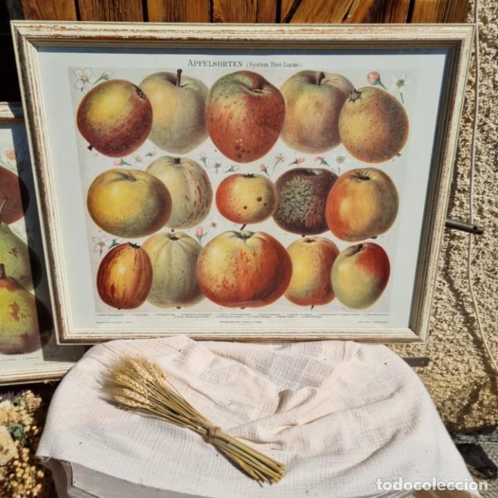 Art: Pareja de Cuadros copia de Litograf&iacute;a de Original de 1897. Vintage Manzanas y Peras
