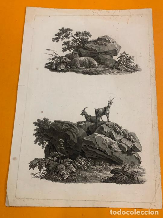 Arte: Cabras y ovejas. Antigua litografia. Ideal para enmarcar. Muy curiosa, mide unos 44x30cms